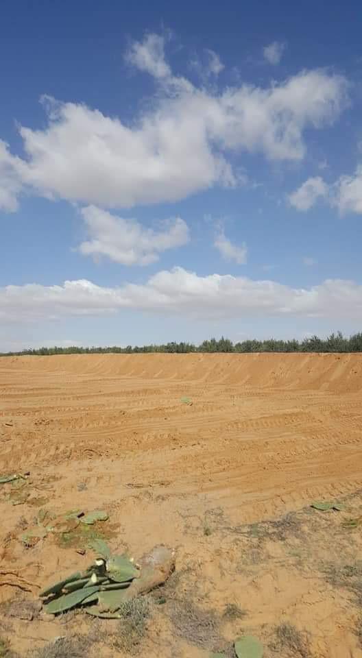 Gafsa Sud Gafsa Terrain Terrain agricole Terrain agricole al souai gafsa